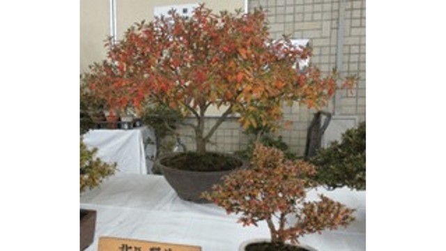 「秋の岡山さつき展」12月2、3日　岡山市役所で開催