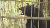 全国で被害相次ぐ中…岡山県のクマ出没件数は大幅減「山に食料が豊富」