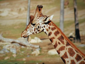 私をいじめから救ったのは、人を信用してはいけないと痛感させてくれたあの子でした