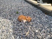 朝11時ごろに発見したのですが、お昼を過ぎてもそのまま。ひょっとして、このままだと炎天下でミルクはもらえないし...亡くなってしまう？？そう思って、子猫をひとまず抱き上げて、タオルを敷いた発泡スチロール箱に入れたAさんでした。
