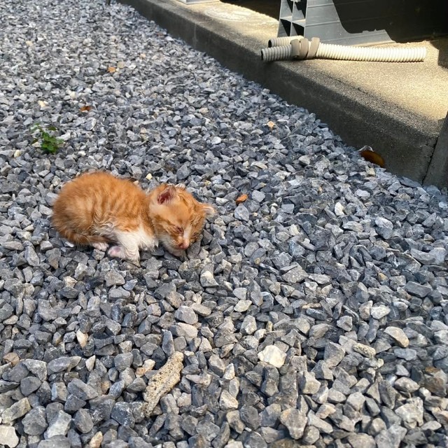 朝11時ごろに発見したのですが、お昼を過ぎてもそのまま。ひょっとして、このままだと炎天下でミルクはもらえないし...亡くなってしまう？？そう思って、子猫をひとまず抱き上げて、タオルを敷いた発泡スチロール箱に入れたAさんでした。

