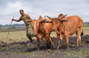 エチオピア伝統農業　日本の地下足袋で支援
