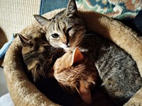 ひとつのかまくらにギュッと入り込む3匹（画像提供：がっちゃん（がつこ）さん）