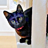 「話、聞こか？」と声をかけられたポルちゃん。直後、見せた行動が話題に（画像提供：つんさん）