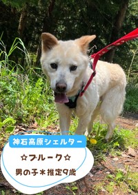 24日の譲渡会に参加予定「ブルーク」（推定9歳）／提供：ピースワンコ・ジャパン
