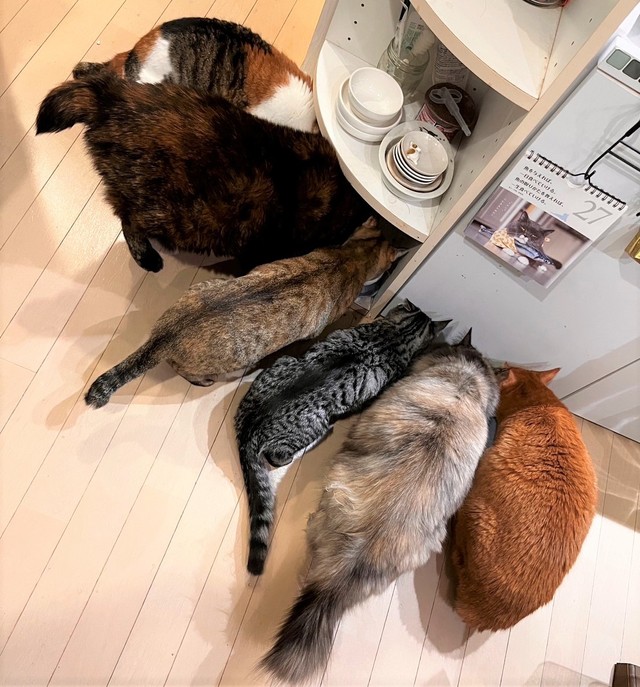 C家の猫全員集合！右から3番目がペッコくんです。カリカリと良い音が部屋にこだまします