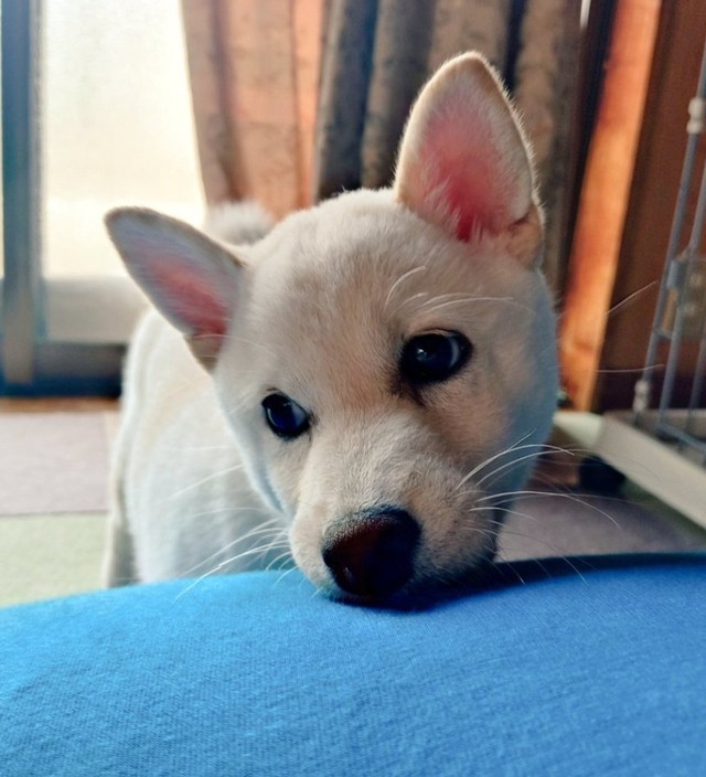 3ヶ月ほどの頃、飼い主さんがかまってくれなくてヨギボーに顎を乗せて拗ねているこめこちゃん【提供：白柴米粉（こめこ）さん】