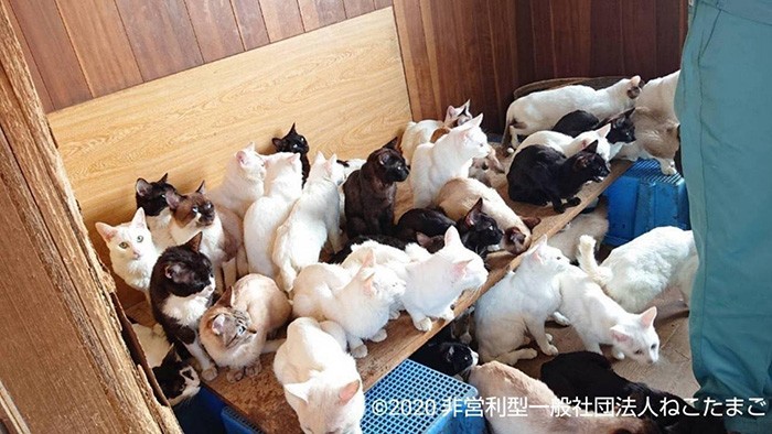 家賃滞納のため退去命令がでて発覚。一度多頭飼育崩壊を起こし解決したと思われる事例でも、寂しさからまた動物を飼い、多頭飼育崩壊を繰り返すことも。元飼い主のその後の精神的なケアがとても重要