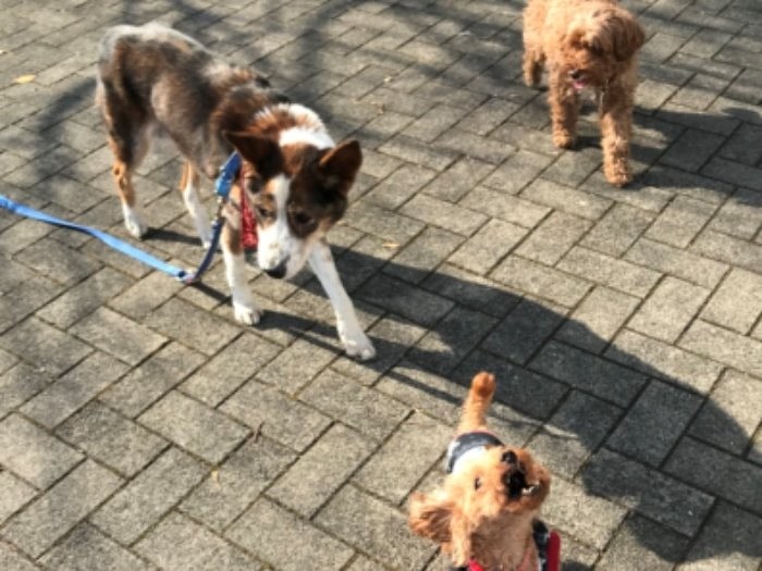 仲間の保護犬と散歩中　（夏前まで足腰はしっかりしていた）