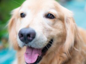 犬や猫と一緒に暮らすことの素晴らしさ　大切なペットに何を返せるのか考えてみよう