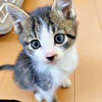 子猫時代、タレ目だったナナくん（画像提供：カカオとナナと飼い主ネモさん）