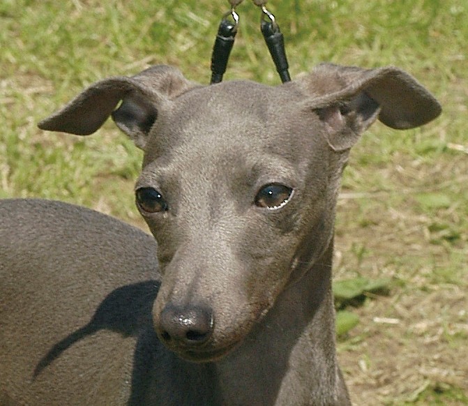 イタリアン グレーハウンド スタイリッシュな小型犬 飼い主に従順で 遊ぶのが大好き Sippo シッポ