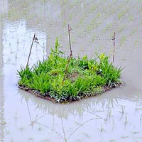 「これ、何！？」田んぼに浮かぶ囲われた浮島（画像提供：mashMaronさん）