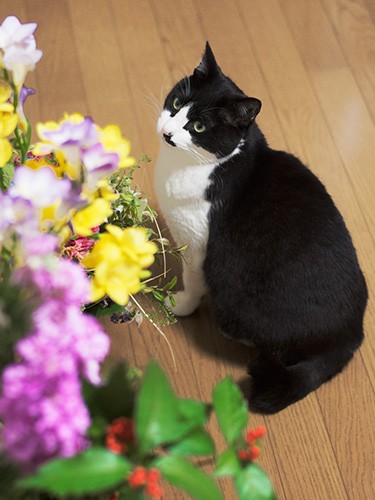 「花ばかりもらってきて、僕が家に来て１周年のお祝いなの？」（小林写函撮影）