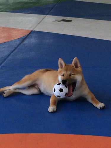 遊ぼうよ　『子守り柴犬　銀兄ちゃん』より
