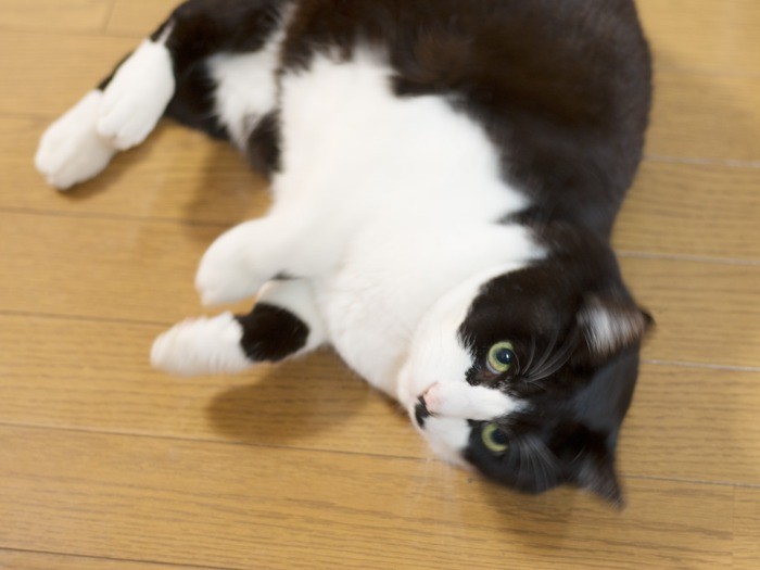 床に転がり、「なでろ」と訴える（小林写函撮影）
