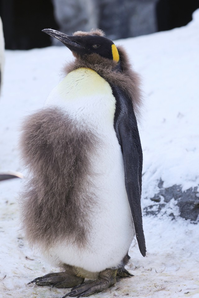 立派な胸毛、いやギャランドゥ?　　(c) Live Zoo In あさひやま