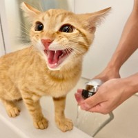 お風呂はいやだ～！