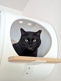黒猫のリリちゃん