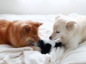 わが家の愛犬の「しつけ」はほとんどしていない　それより効果的な方法がある？