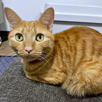 立派な成猫になったむぎちゃん（画像提供：むぎと人間さん）