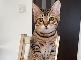 何食べてるの？　なぜかやんわり納豆の香りがするキジトラ「漣」