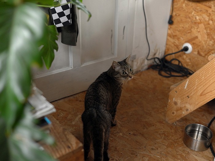 ハクさんの方がよく動く