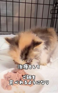 治療をしてご飯を食べられるようになった（かごねこさん提供、Instagramよりキャプチャ撮影）