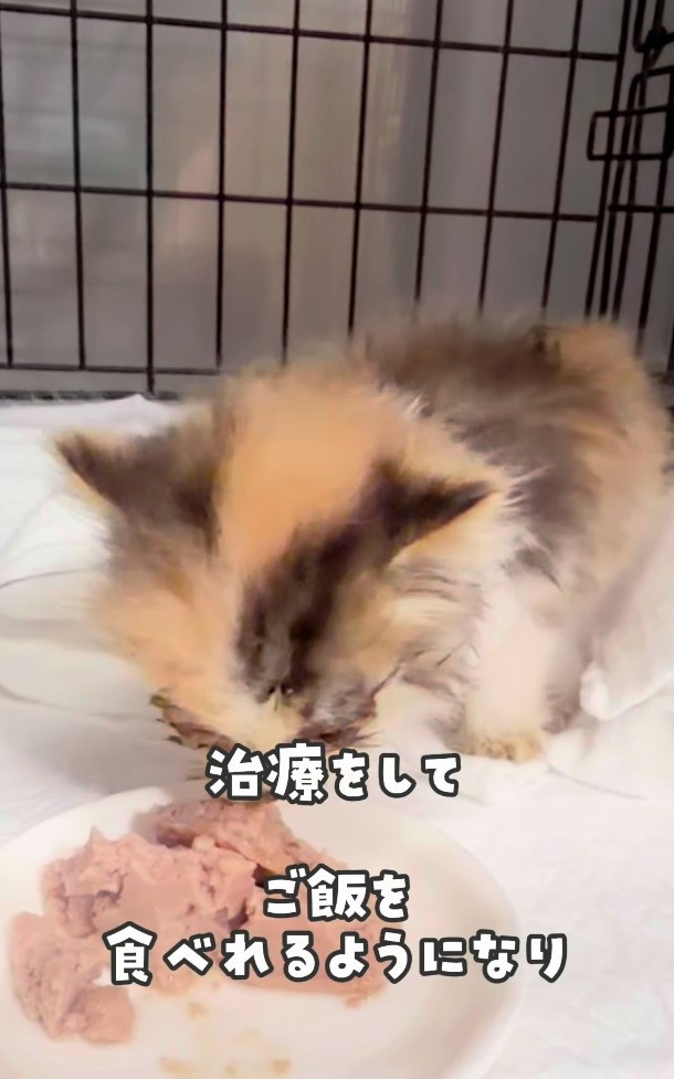 治療をしてご飯を食べられるようになった（かごねこさん提供、Instagramよりキャプチャ撮影）