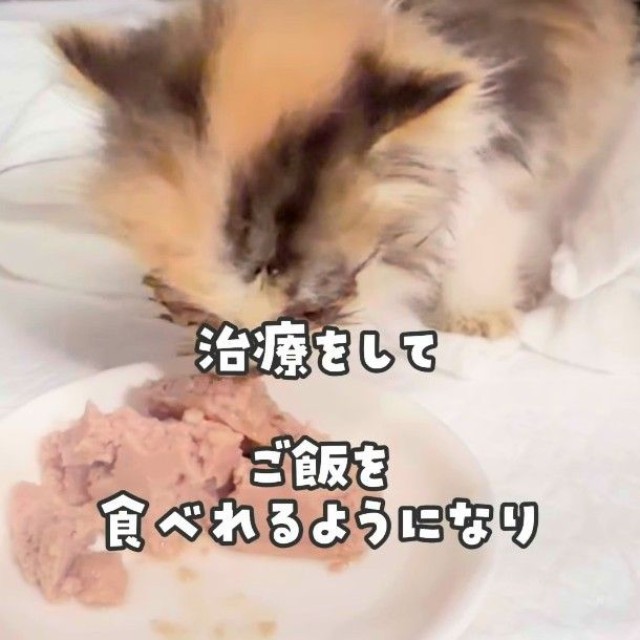 治療をしてご飯を食べられるようになった（かごねこさん提供、Instagramよりキャプチャ撮影）