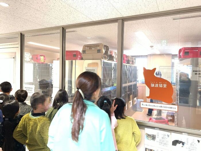 「譲渡猫室」。この日は犬11匹、猫49匹が施設にいました。うさぎやフェレット、チンチラやインコなども保護されるそうです