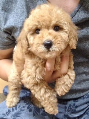 家にきたころの「アムス」