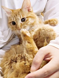 抱っこされてくつろぐぽわげちゃん（画像提供：ツナさん）