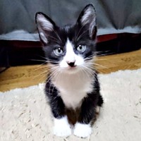 お迎え当初、生後2カ月ほどだった篤くん（画像提供：Atsusi_Miharuさん）1