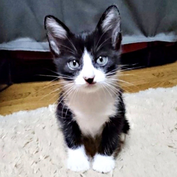 お迎え当初、生後2カ月ほどだった篤くん（画像提供：Atsusi_Miharuさん）1