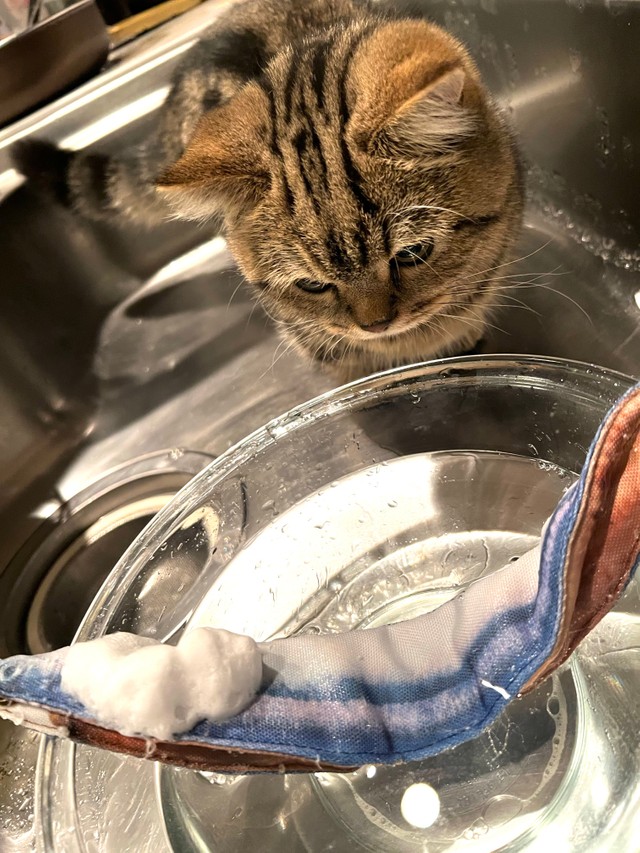 洗われる相棒を心配しています