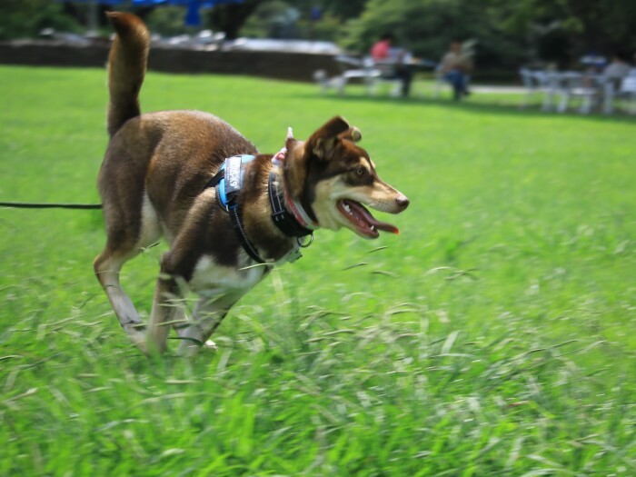 ３カ月目になると、広い公園をうれしそうに爆走するように（高橋さん提供）