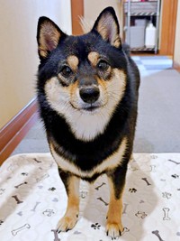 そっと部屋を出たらーーあとを追ってきたこまちちゃん（画像提供：黒柴 こまちさん）