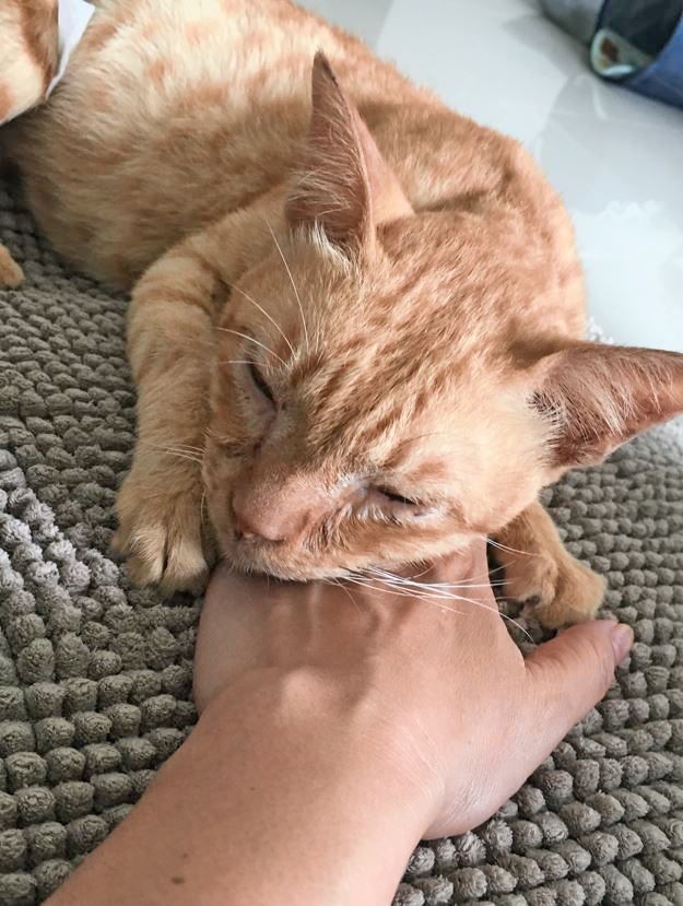 甘えん坊のテオくんは岡田さんの手の甲を枕に眠るのが大好き