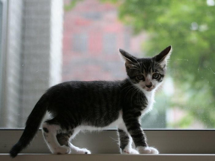 窓から外を見るのが大好きなソラ