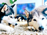 妹犬と仲良くくつろぐハウルくん（画像提供：ゆきまるさん）