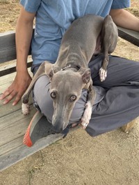 「パパはぼくの！」 膝上を占拠するプットくん（画像提供：プットさん）