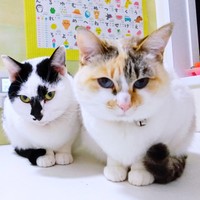 すくすく成長したシャネルちゃん（左）とオタルちゃん（右）（画像提供：らいらいももさん）