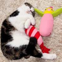 おもちゃと一緒にゴロンと寝そべるこたろうくん（画像提供：こたとつーちゃんと時々おたまさん）