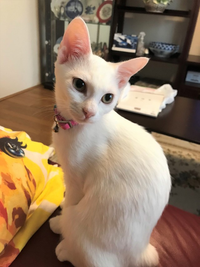 保護されて2カ月のユキちゃん。今と比べると表情が固いです