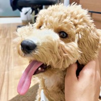 なでなでされて舌ペロリ！ かわいらしいたむくん（画像提供：たむさん） ※無断転載禁止