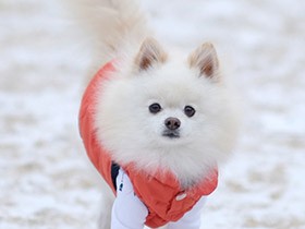 軽井沢に旅行したよ　ふわふわのポメラニアン「vanilla」