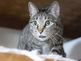 話しかけるとお返事するよ　賢くて優しい猫「ミミちゃん」