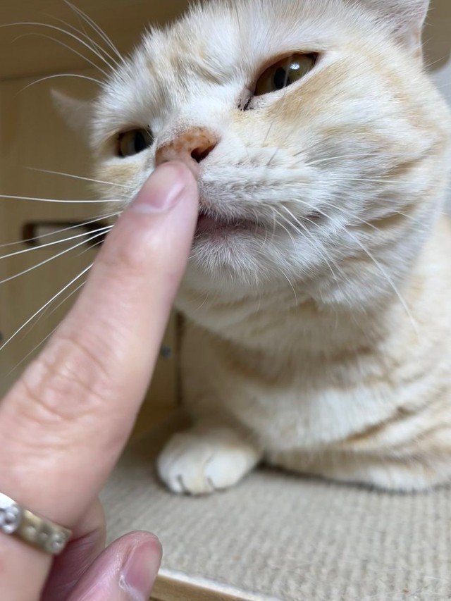 あんただけいいもの食べてないよね？と匂いチェック＝さくらとかえで（@marshallizm9）提供