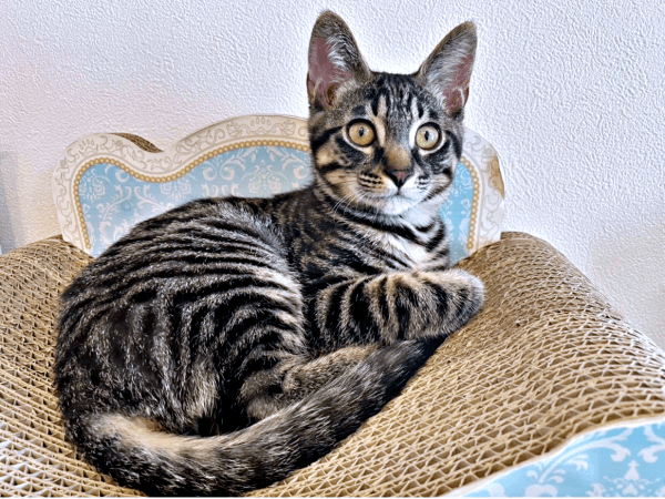 生後3カ月になったるなちゃん（画像提供：むぎさん）